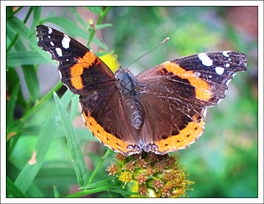 Butterflies of the Adirondack Mountains: Red Admiral Butterfly (Vanessa atalanta) in the Paul Smiths VIC Native Species Butterfly House (1 September 2012)